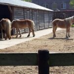 Lees meer over het artikel Uitnodiging Hypotheker-Beekloop woensdag 24 april